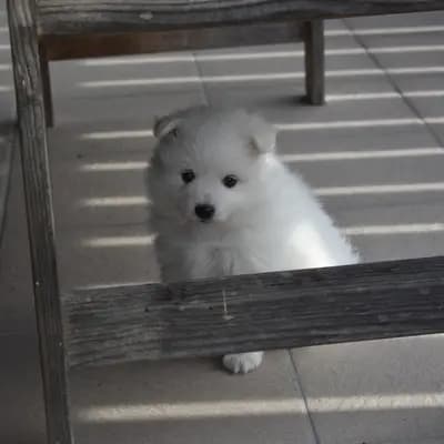 Bild aus Japanspitze von der Haager Schlossturmspitze in Bayern, wo unsere Japan Spitz-Hunde in einer liebevollen Umgebung aufwachsen.