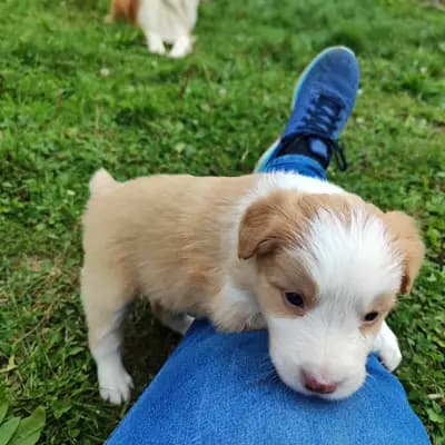 Bild aus Border Collie „von der großen Eiche” in Bayern, wo unsere Border Collie-Hunde in einer liebevollen Umgebung aufwachsen.