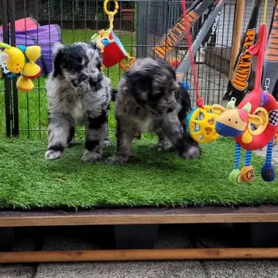 Galerie-Bild von von den Keksdieben in Baden-Württemberg, mit Eindrücken unserer Bergamasker Hirtenhund-Zucht.