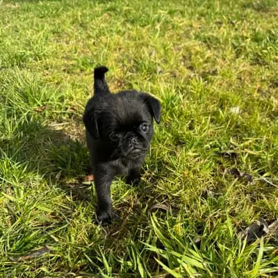 Foto des P-Wurf von Brüsseler Griffon in vom Kalten Brunnen, aufgenommen in Bayern.