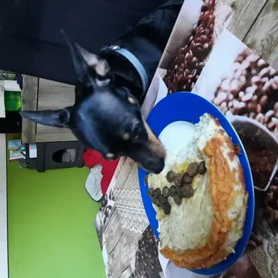 Galerie-Bild von Hundezucht vom Bagno in Nordrhein-Westfalen, mit Eindrücken unserer Prager Rattler-Zucht.