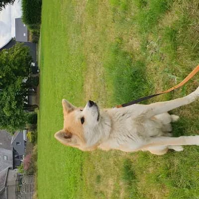 Galerie-Bild von Akitaostbelgien Go Haiben Shunzansou in Wallonische Region, mit Eindrücken unserer Akita-Zucht.