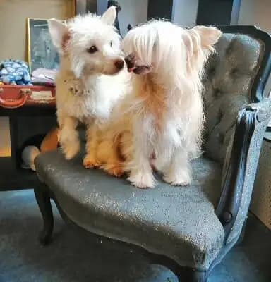 Bild aus The Bushwalker  in Niedersachsen, wo unsere Bedlington Terrier-Hunde in einer liebevollen Umgebung aufwachsen.