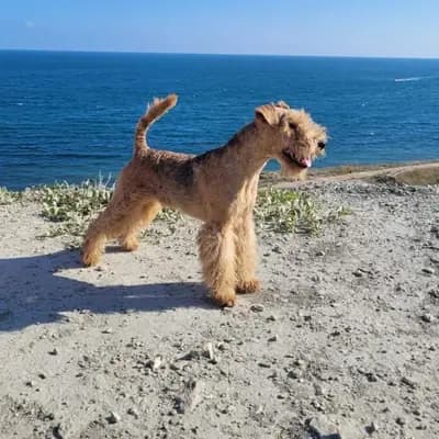 F-Wurf – 湖畔梗 Wurf, Sachsen-Anhalt, 由...饲养 Lakeland Terrier vom Amur