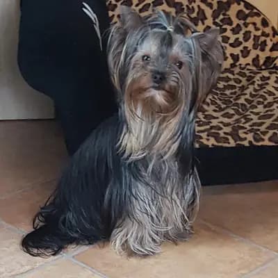 Bild aus Of Sunflower in Hessen, wo unsere Yorkshire Terrier-Hunde in einer liebevollen Umgebung aufwachsen.