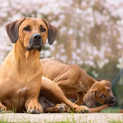 Galerie-Bild von Tierärztliche Rhodesian Ridgebackzucht a Via Canis von Frau Dr. Tina Johann in Niedersachsen, mit Eindrücken unserer Rhodesian Ridgeback-Zucht.