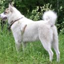 Foto der Rasse Laika (westsibirisch)