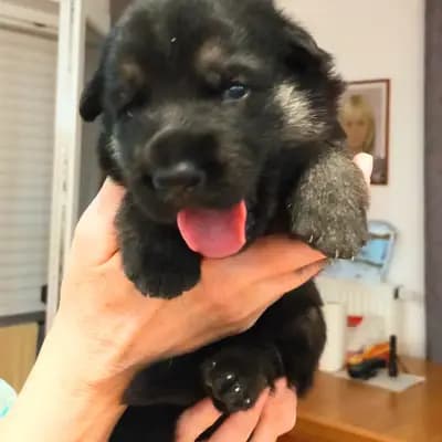 Galerie-Bild von Von Vegas Imperium in Nordrhein-Westfalen, mit Eindrücken unserer Osteuropäischer Schäferhund-Zucht.
