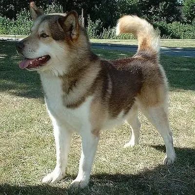 Grönlandhund – Hunderasse