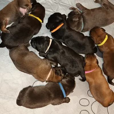 Galerie-Bild von Hundezucht von dem grünen Felde in Niedersachsen, mit Eindrücken unserer Do Khyi-Zucht.