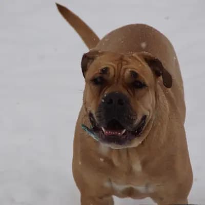 Galerie-Bild von Casa de la Vida in Bayern, mit Eindrücken unserer Perro Dogo Mallorquin (Mallorca-Dogge)-Zucht.