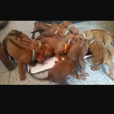 Bild aus Rhodesian Ridgeback Sonnenhof Dornieden  in Nordrhein-Westfalen, wo unsere Rhodesian Ridgeback-Hunde in einer liebevollen Umgebung aufwachsen.