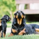 Foto der Rasse Black and Tan Coonhound