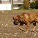 Foto der Rasse Boerboel