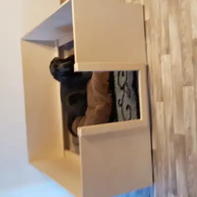 Bild aus Labradore von der Silberaue  in Nordrhein-Westfalen, wo unsere Labrador Retriever-Hunde in einer liebevollen Umgebung aufwachsen.