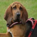 Foto der Rasse Bloodhound