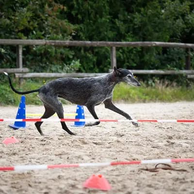 Galerie-Bild von del Luna y Sol in Niedersachsen, mit Eindrücken unserer Galgo Espanol-Zucht.