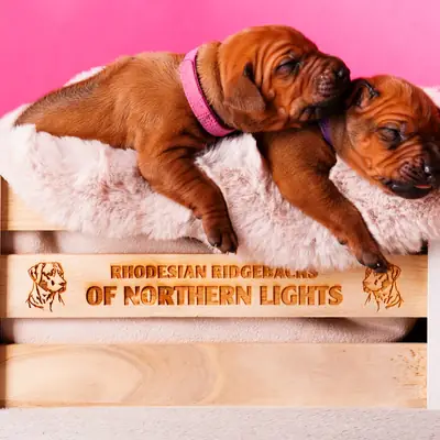 Frau Hellgrün – Rhodesian Ridgeback Welpe, Bayern, Raised by Of Northern Lights