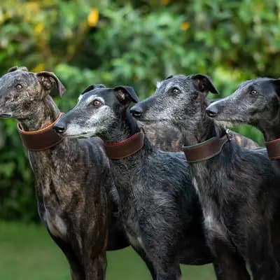Galerie-Bild von del Luna y Sol in Niedersachsen, mit Eindrücken unserer Galgo Espanol-Zucht.