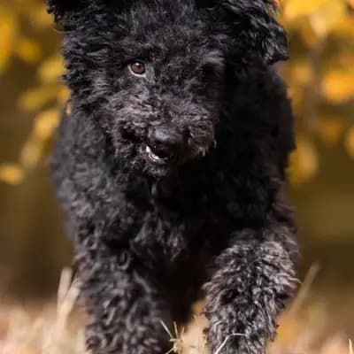 Otto