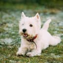 Foto der Rasse West Highland White Terrier