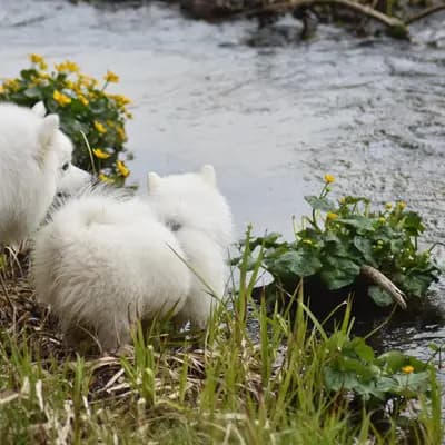 Bild aus Japanspitze von der Haager Schlossturmspitze in Bayern, wo unsere Japan Spitz-Hunde in einer liebevollen Umgebung aufwachsen.
