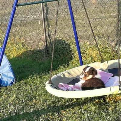 Bild aus Colliezucht 'Of Passion'  in Niedersachsen, wo unsere Collie (Langhaar)-Hunde in einer liebevollen Umgebung aufwachsen.