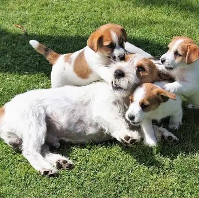 Linus – Jack Russell Terrier Welpe, Schleswig-Holstein, 由...饲养 Jack Russell Terrier von der Bramau 