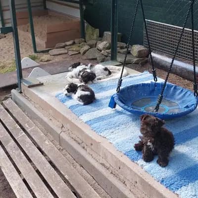 Bild aus Ehrenbürg-Zwerge (American Schnauzer) in Bayern, wo unsere Zwergschnauzer-Hunde in einer liebevollen Umgebung aufwachsen.