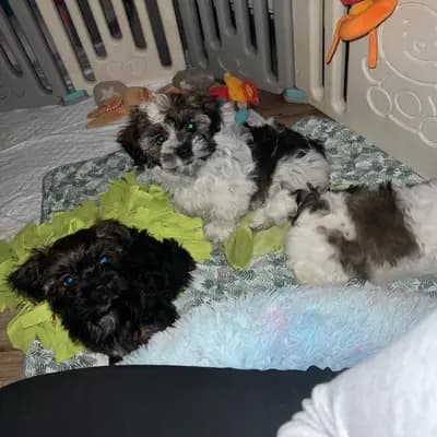 Bild aus lovly little dog in Hessen, wo unsere Havaneser-Hunde in einer liebevollen Umgebung aufwachsen.