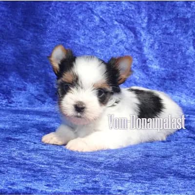 Reinrassige Biewer Yorkshire Terrier Rüde. – Yorkshire Terrier Welpe, Bayern, 由...饲养 Hundezucht vom Donaupalast