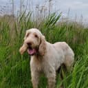 Foto der Rasse Spinone Italiano