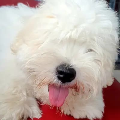 Galerie-Bild von Sweet little white Angel of Paradise  in Nordrhein-Westfalen, mit Eindrücken unserer Coton de Tulear-Zucht.