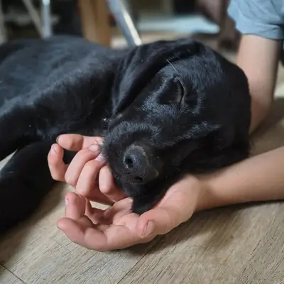 Yeman – Labrador Retriever Welpe, Bayern, Raised by Labrador, Großpudel und Labradoodle Züchterin