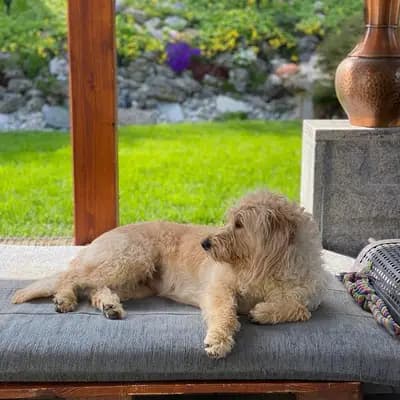 Bild aus Pippi Langstrumf‘s in Bayern, wo unsere Pudel (Toy)-Hunde in einer liebevollen Umgebung aufwachsen.