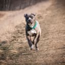 Foto der Rasse American Staffordshire Terrier