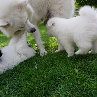 Galerie-Bild von von den Franken Spitzen in Bayern, mit Eindrücken unserer Großspitz-Zucht.