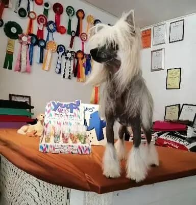 Bild aus The Bushwalker  in Niedersachsen, wo unsere Bedlington Terrier-Hunde in einer liebevollen Umgebung aufwachsen.