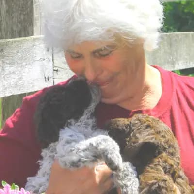 Bild aus Lagotto Romagnolo vom Tietenhof in Niedersachsen, wo unsere Lagotto Romagnolo-Hunde in einer liebevollen Umgebung aufwachsen.