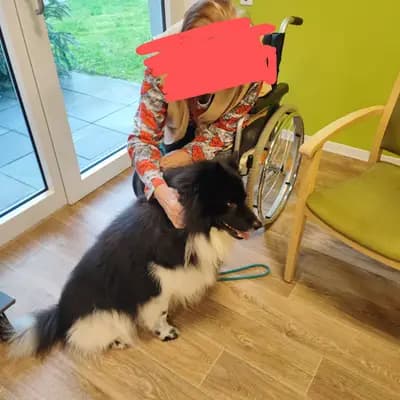 Foto von Flipper, einem Mischlingshunde-Elternhund in Baden-Württemberg.