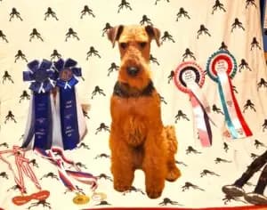 Giovanni – Airedale Terrier Welpe, Sachsen, 由...饲养 Zwinger vom Elbsandstein