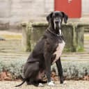 Foto der Rasse Deutsche Dogge