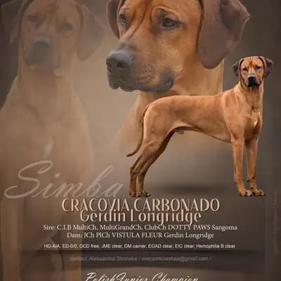 Simba