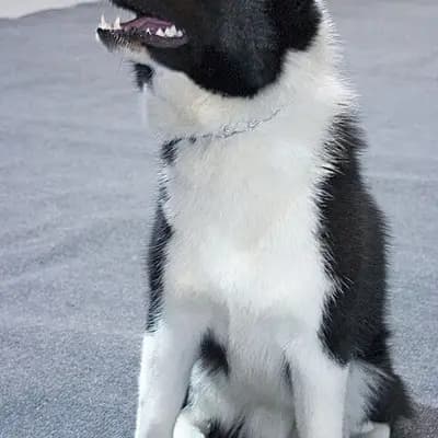 Laika (Russisch-europäisch) – Hunderasse