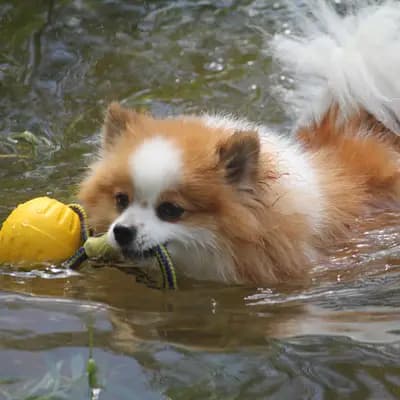 Galerie-Bild von Kleinspitze v. d  Schüpfer Zwergen und Langhaar Schäferhunde von den Schüpfer Hexen in Baden-Württemberg, mit Eindrücken unserer Kleinspitz-Zucht.