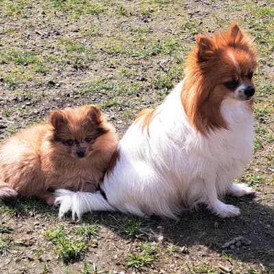 D-Wurf – 博美犬 Wurf, Sachsen-Anhalt, 由...饲养 Zwinger vom Wällerland 