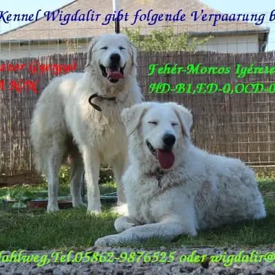 Galerie-Bild von Wigdalir Kuvasz Zucht nur mit Ungarischen Linien in Niedersachsen, mit Eindrücken unserer Kuvasz-Zucht.