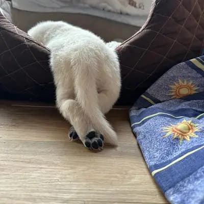 Galerie-Bild von Vom Rehgraben  in Brandenburg, mit Eindrücken unserer Weißer Schweizer Schäferhund-Zucht.