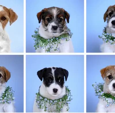 L-Wurf anstatt X – 杰克罗素梗 Wurf, Schleswig-Holstein, 由...饲养 Jack Russell Terrier von der Bramau 