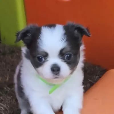Chihuahuawelpen aus liebevoller kleiner deutschen Vereinsucht – Chihuahua Welpe, Nordrhein-Westfalen, 由...饲养 Vom Bergmannsplatz 